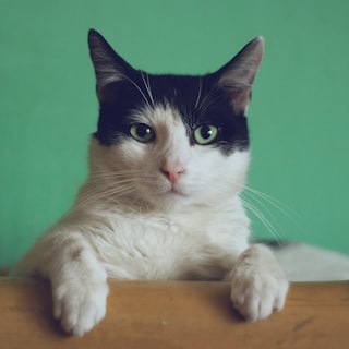 Cats